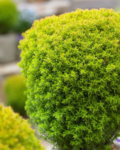 Picture of Thuja